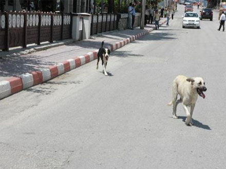 Xəstəxana həyətində it körpə uşağı parçaladı