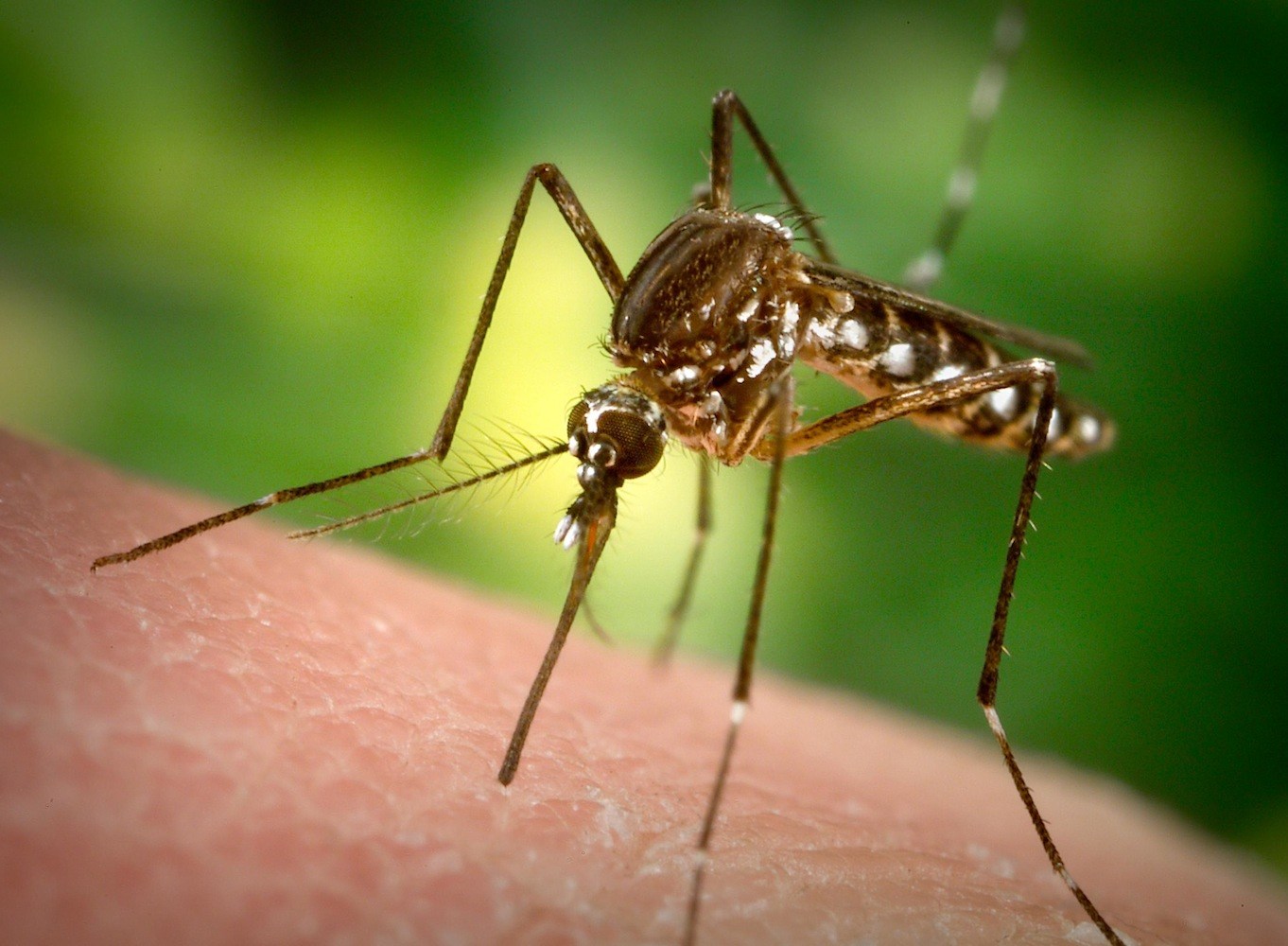 5 nəfərdə Zika virusu aşkarlandı