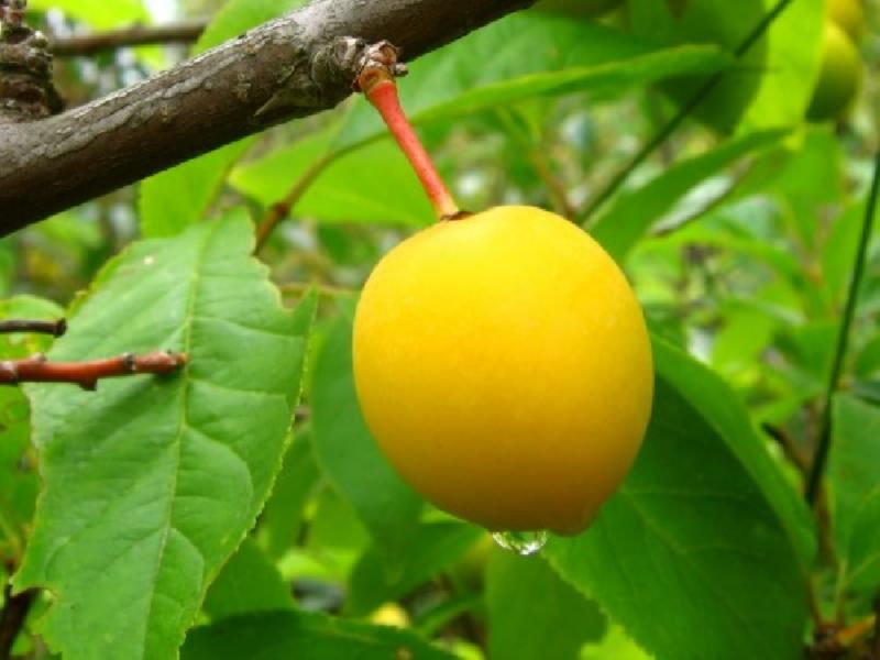 Sarı zoğal – Faydası var