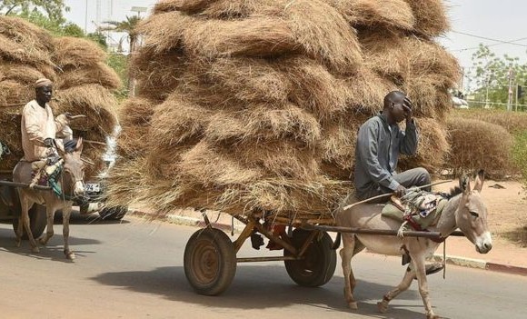 Nigerdən eşşək ixracına qadağa