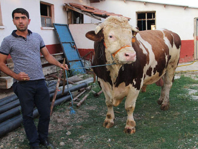 Qurban bayramında 2,2 tonluq buğa kəsiləcək – FOTO