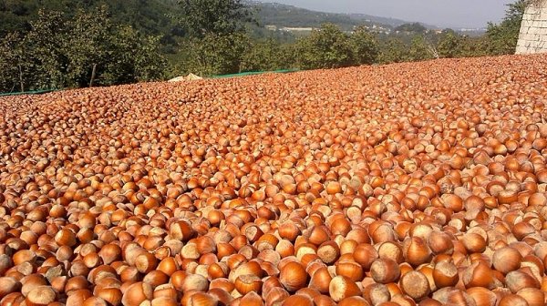 Qaxda fındıq oğruları tutuldu