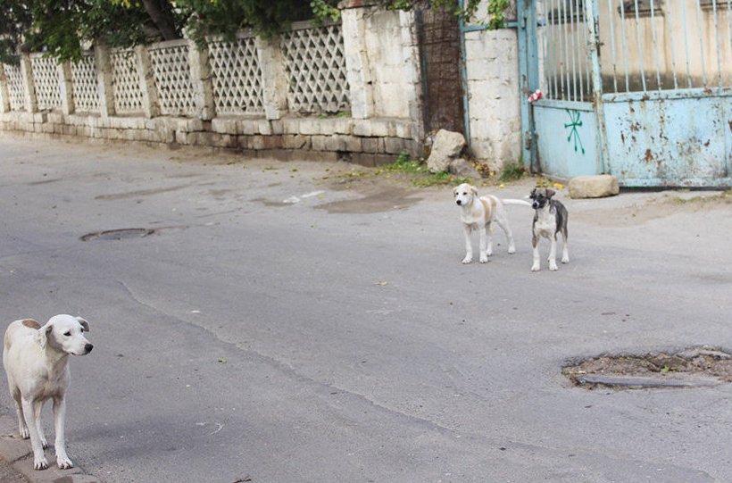 Uşaq bağçasının yerini sahibsiz itlər zəbt edib – FOTO