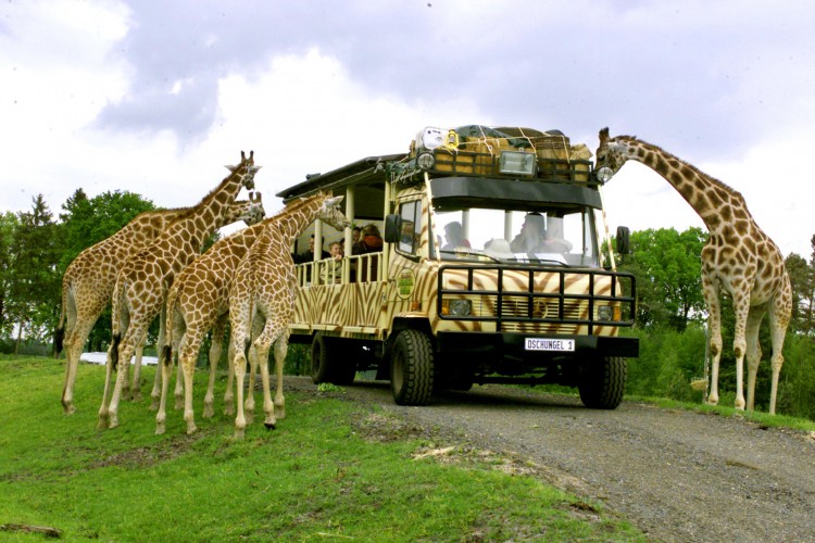 Azərbaycanda Safari parkı yaradılacaq