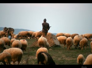 Çobanlar barəsində axtarış elan edildi