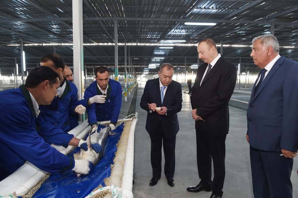 Prezident Varvara balıqartırma müəssisəsinin açılışında