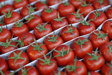 Rusiyanın sanksiyaları Türkiyə pomidorlarına yeni bazar açıb