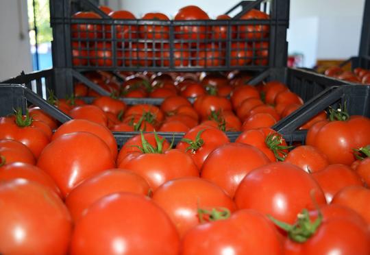 33 ton pomidor Rusiyaya niyə buraxılmadı?