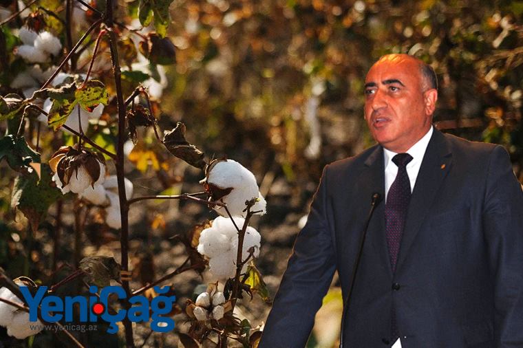 Məmur səhlənkarlığı Goranboydakı pambıq sahələrini məhv etdi