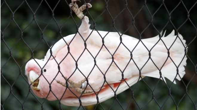 Avstraliya: Kakadu tutuquşları internet kabellərini gəmirir