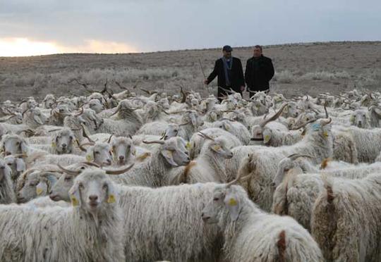 Çobanlar arasında kütləvi dava – Yaralananlar var