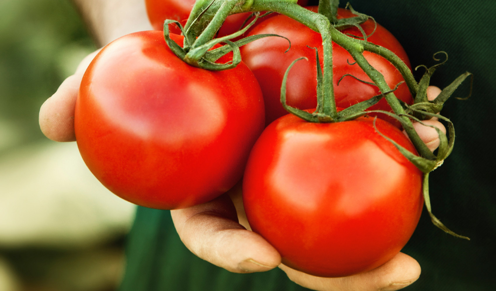 ​Rusiya Azərbaycanın 18 ton pomidorunu geri qaytardı – VİDEO