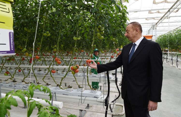 İlham Əliyev aqroparkda