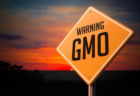 Gömrükdə GMO məhsullar aşkarlandı