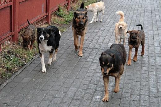 İtlər daha çox kimlərə hücum edir?
