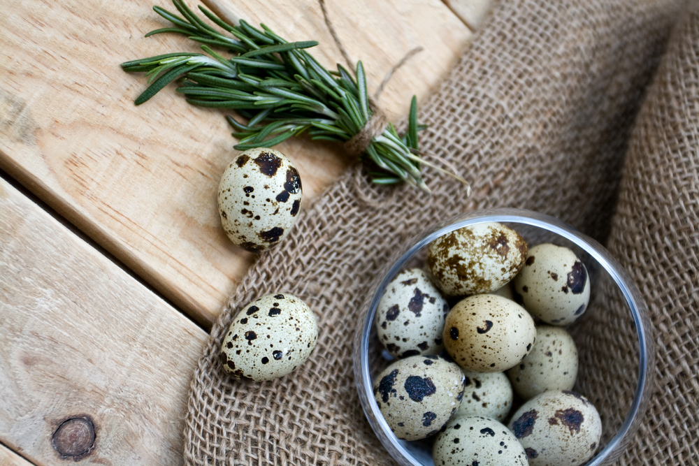 Bildirçin yumurtası toyuqdan daha faydalıdır – Faydası və müalicə üsulu
