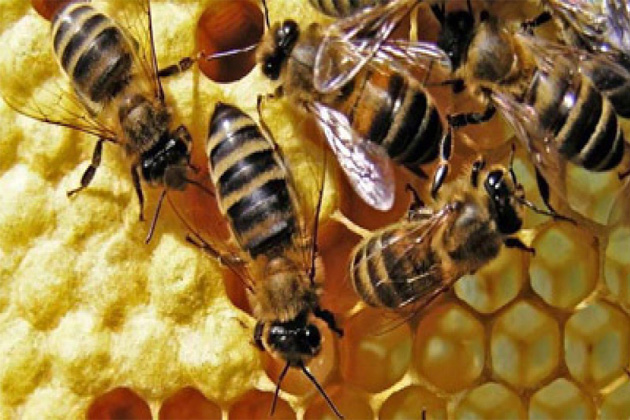 Qızıldan bahalı arı südünün – İNANILMAZ FAYDALARI
