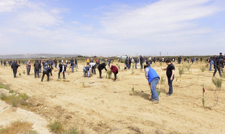 Baş Prokurorluq ağacəkmə kampaniyası keçirib