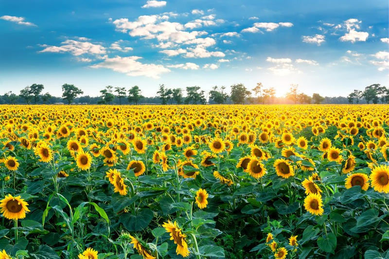 Sabah havanın temperaturu 28 dərəcəyədək artacaq