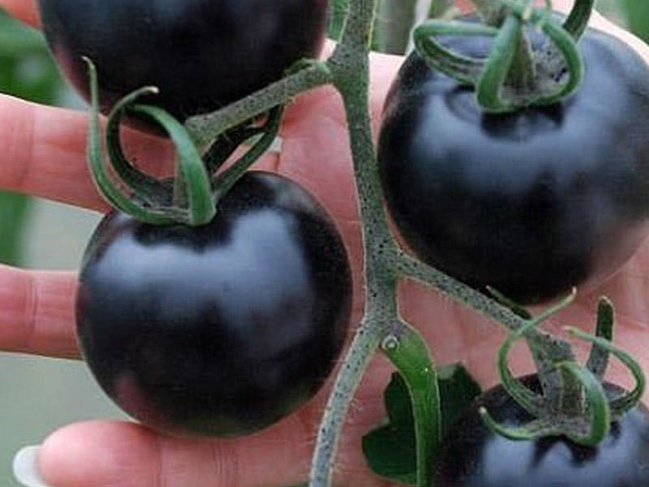 Qara pomidor yetişdirildi – Azərbaycanda- VİDEO
