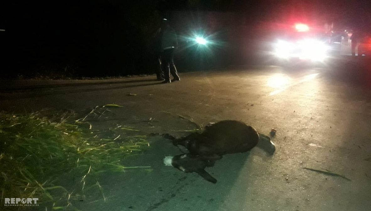 Qazaxda uzunqulaqla gedən yaşlı kişini maşın vurub – FOTO