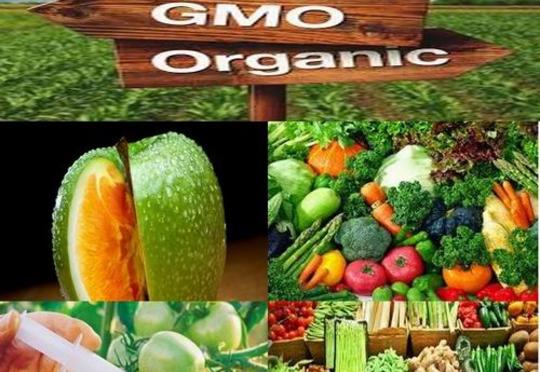 GMO terroru ölkəmizi də hədələyir: Necə müdafiə olunuruq?