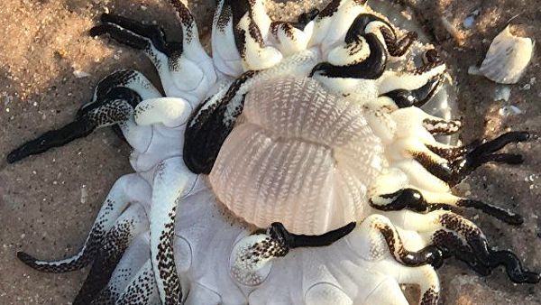 Avstraliyada müəmmalı dəniz canlısı tapıldı – FOTO