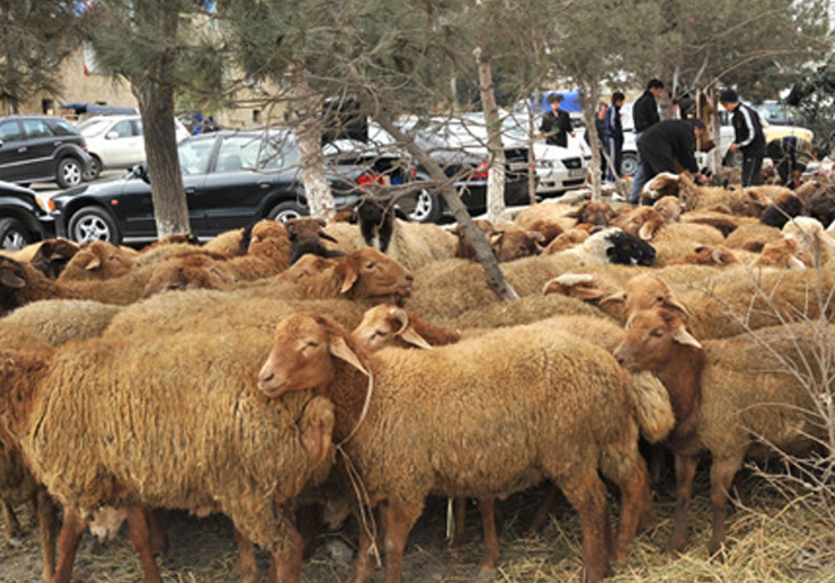 Qurban bayramında heyvan kəsimi məntəqələri lazımi avadanlıqlarla təmin ediləcək