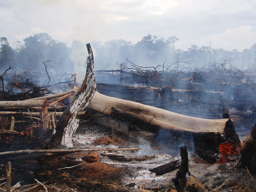 Avropa İttifaqı Amazonda yanğınların söndürülməsinə köməyini təklif edib