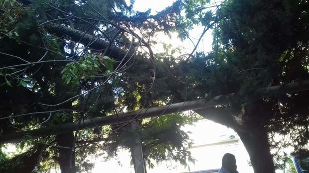 Bakıda güclü külək ağacları maşınların üstünə aşırdı – FOTO