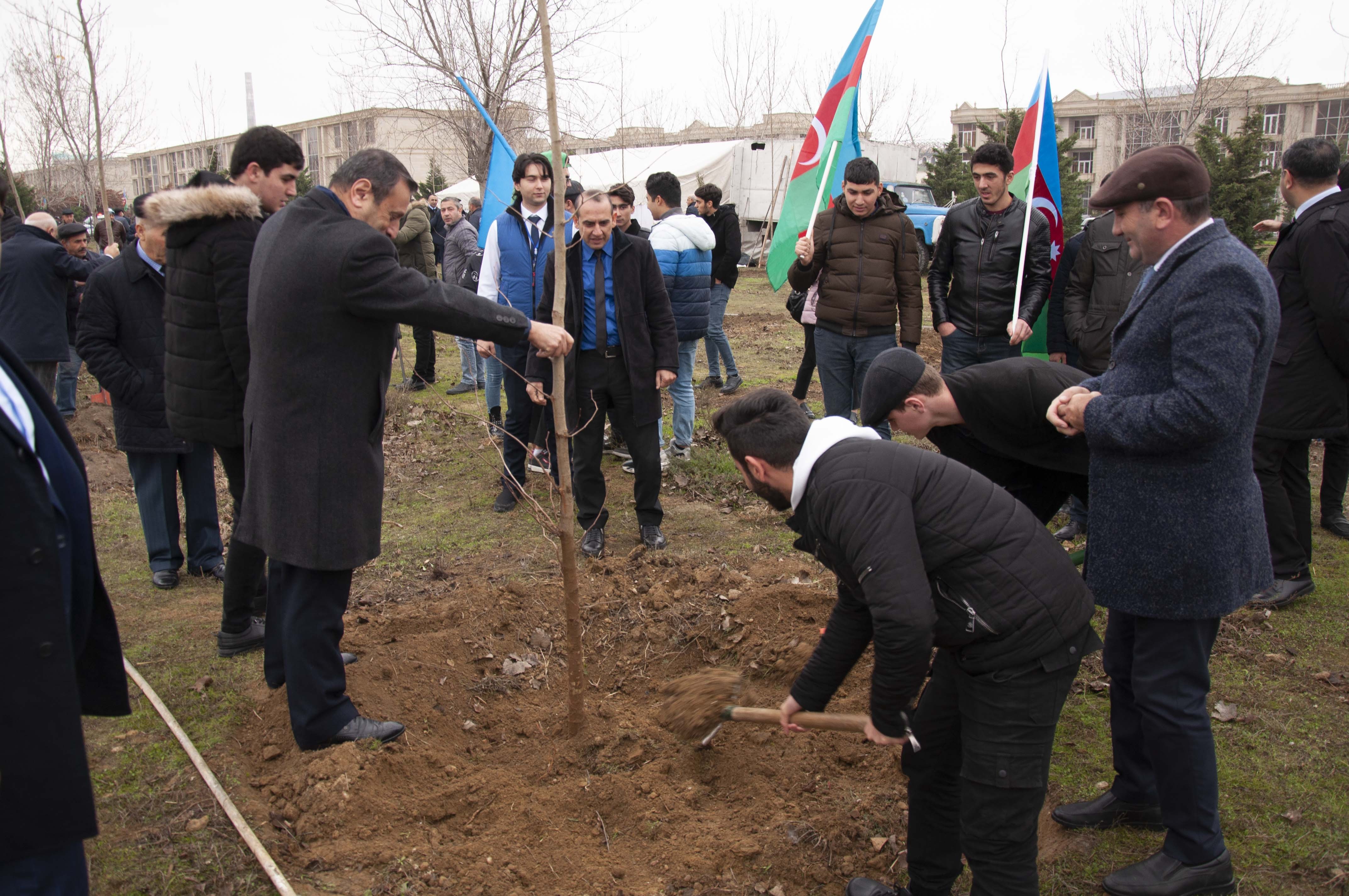 Nərimanov rayonunda 2500 ağac əkilib