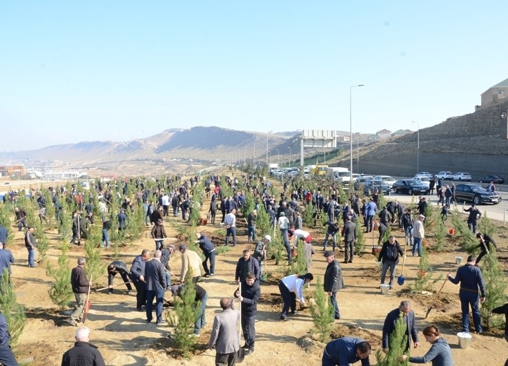 Baş Nazirin müavini: “650 min ağac əkmək aksiyası möhtəşəm xalq hərəkatına çevrildi”