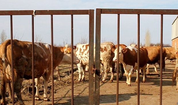 Ağcabədi sakini mal bazarında 10 min manat itirdi